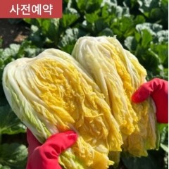 [김장준비] 해남 절임배추 20kg